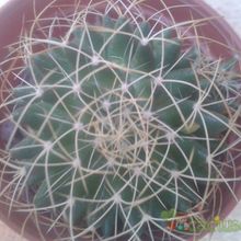 Una foto de Mammillaria decipiens ssp. camptotricha