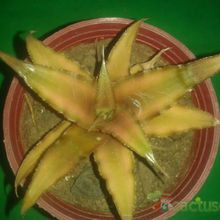 Una foto de Cryptanthus bivittatus