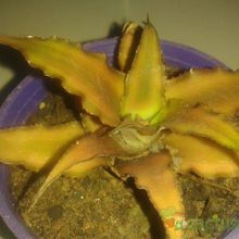 Una foto de Cryptanthus bivittatus