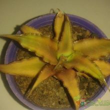 Una foto de Cryptanthus bivittatus