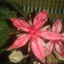 A photo of Graptopetalum bellum