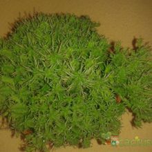 A photo of Euphorbia submammillaris fma. pfersdorfii