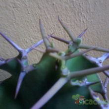 Una foto de Euphorbia grandicornis