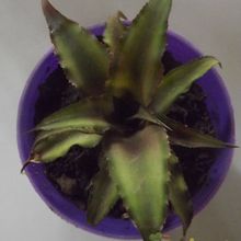 Una foto de Cryptanthus bivittatus