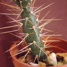 Una foto de Opuntia aurantiaca