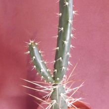 Una foto de Opuntia aurantiaca