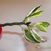 Una foto de Euphorbia tithymaloides