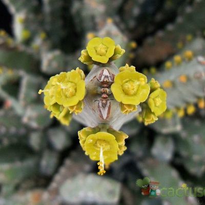 Fotografía tomada por Avonia