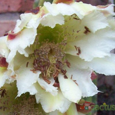 Fotografía tomada por Bamba