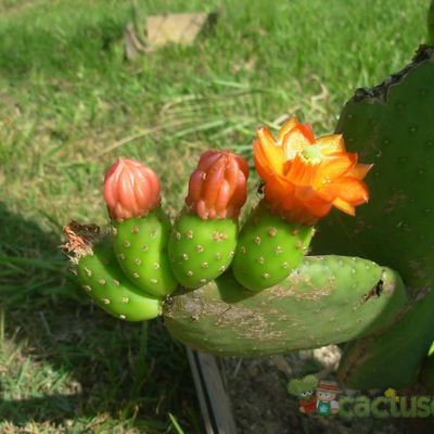 Fotografía tomada por Cactus-Uirapuru