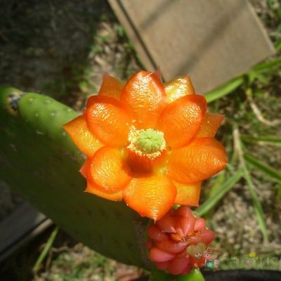 Fotografía tomada por Cactus-Uirapuru