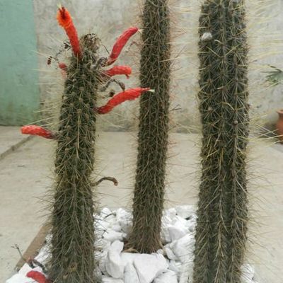 Cleistocactus baumannii