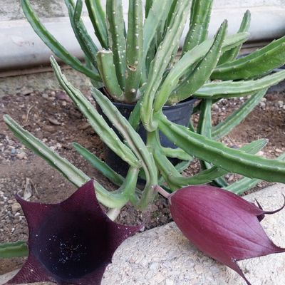 Fotografía tomada por Emilio V