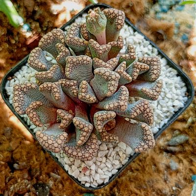 Fotografía tomada por Inushin