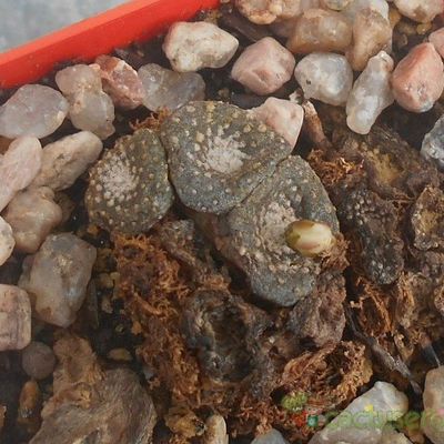 Fotografía tomada por Kaktus-grys