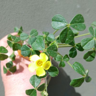 Fotografía tomada por Kaktus-grys