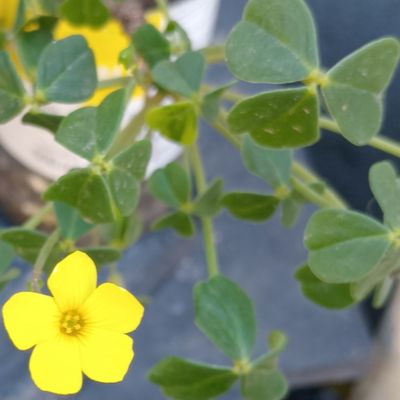 Fotografía tomada por Kaktus-grys