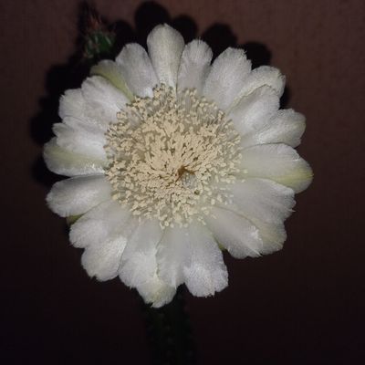 Fotografía tomada por Leandro9578