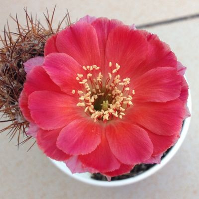 Fotografía tomada por Lorenzo2016