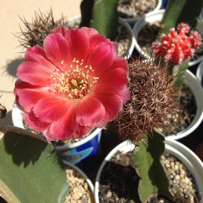 Fotografía tomada por Lorenzo2016