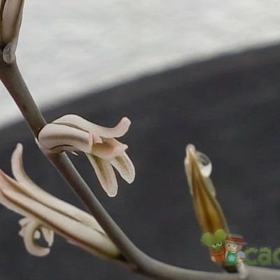 Fotografía tomada por MAURICIO M