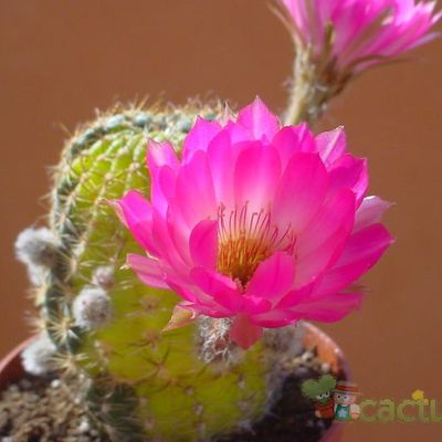 Fotografía tomada por MayteDenia