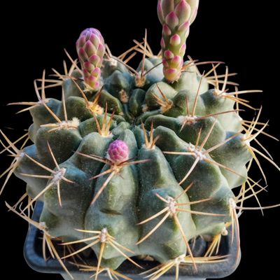 Fotografía tomada por Peinado