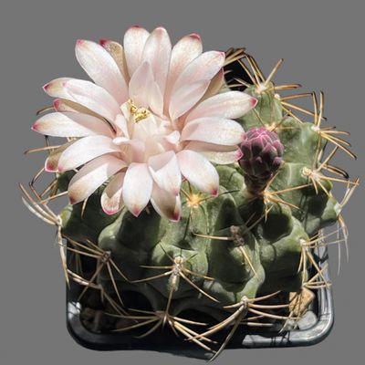 Fotografía tomada por Peinado