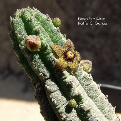 Fotografía tomada por Raffaello