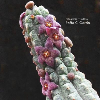 Fotografía tomada por Raffaello