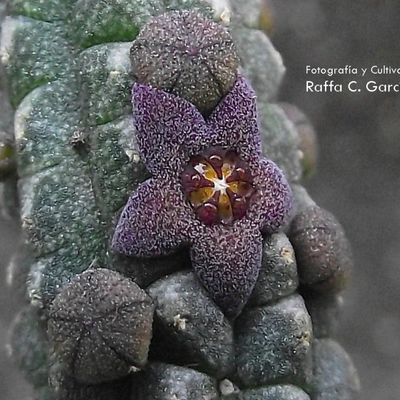 Fotografía tomada por Raffaello