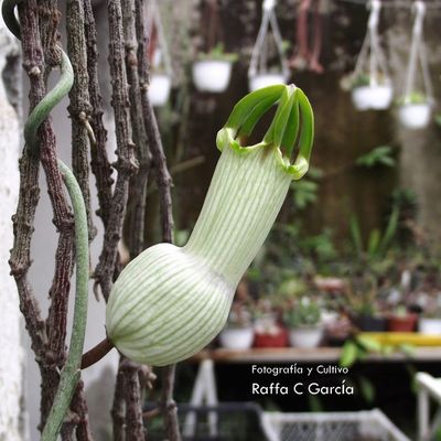 Fotografía tomada por Raffaello