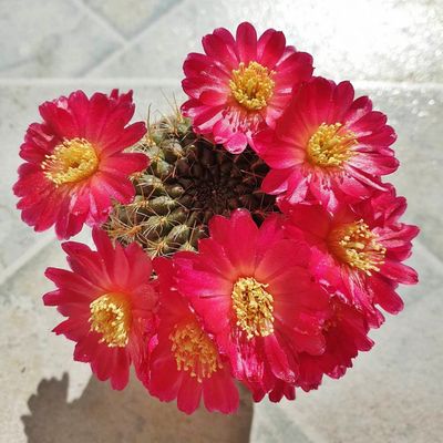 Fotografía tomada por Uljuljupa