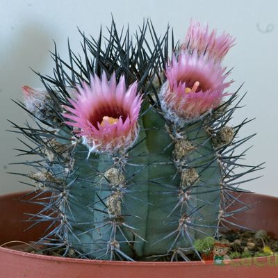 Fotografía tomada por afma