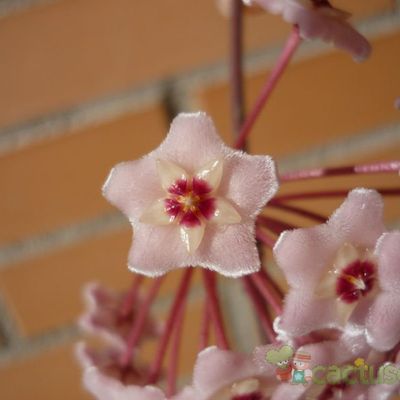 Fotografía tomada por alcantara