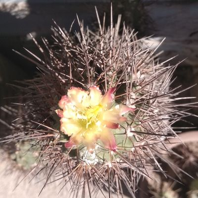 Fotografía tomada por cactus