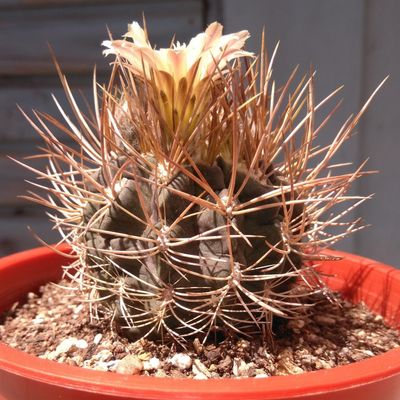 Fotografía tomada por cactus