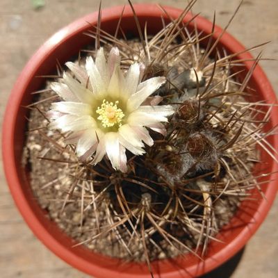 Fotografía tomada por cactus