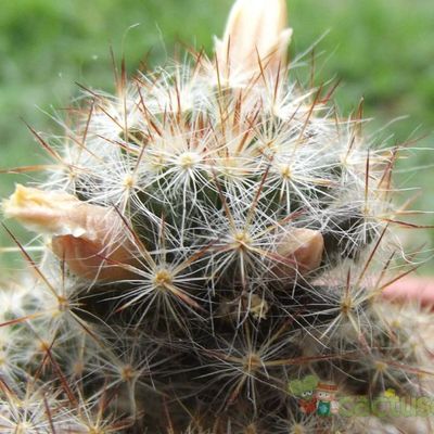 Fotografía tomada por cesarschuster