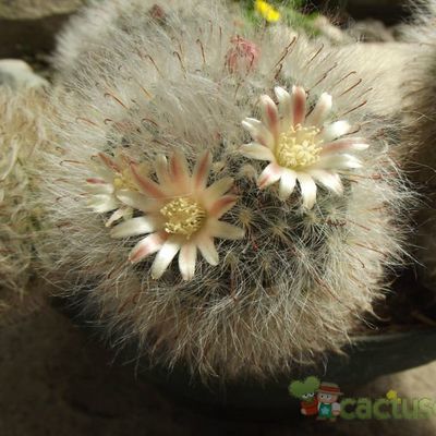 Fotografía tomada por cesarschuster Fotografía tomada por cesarschuster