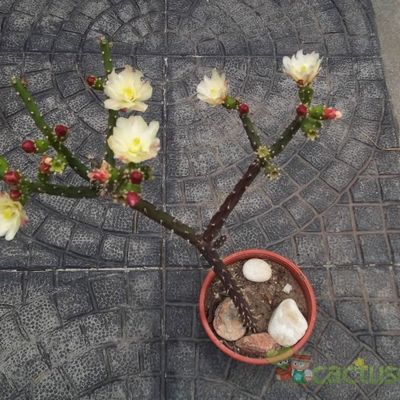 Fotografía tomada por missaly Fotografía tomada por missaly