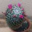 Guilhermecactus : 125