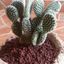 cactus123