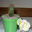 cactusorgano