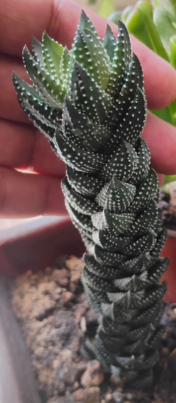 Una foto de Haworthia coarctata