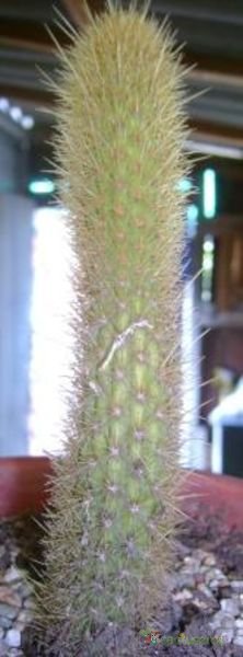 A photo of Bergerocactus emoryi