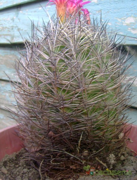 A photo of Eriosyce bulbocalyx