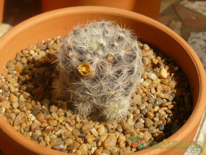 A photo of Mammillaria prolifera ssp. haitiensis