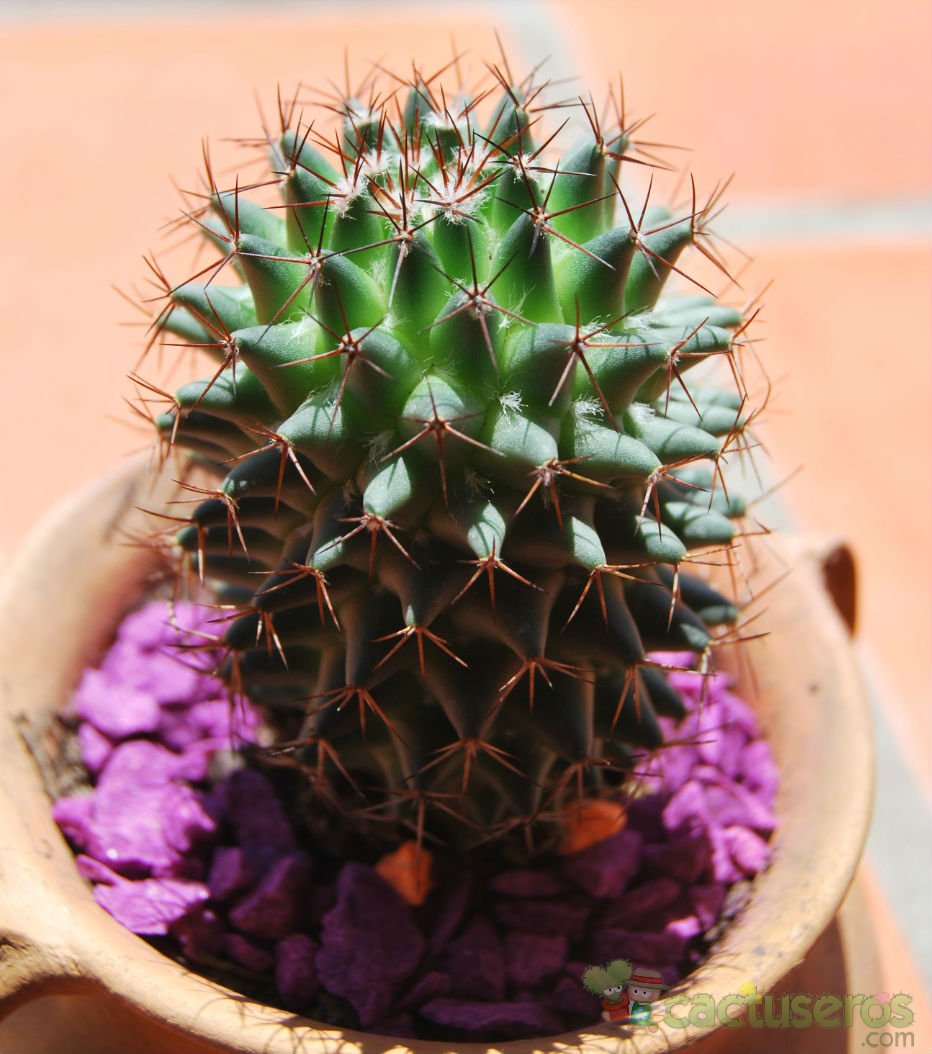 Una foto de Mammillaria polythele ssp. durispina