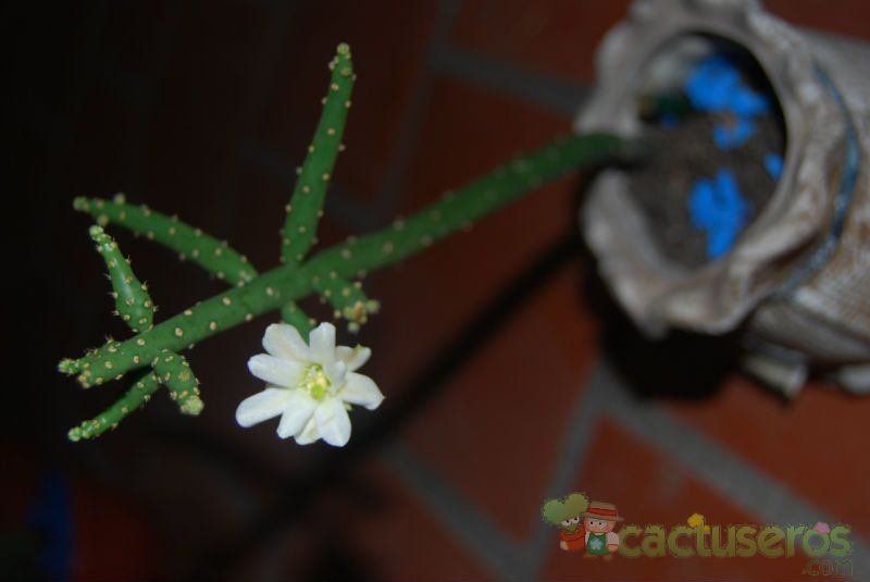 Una foto de Opuntia salmiana